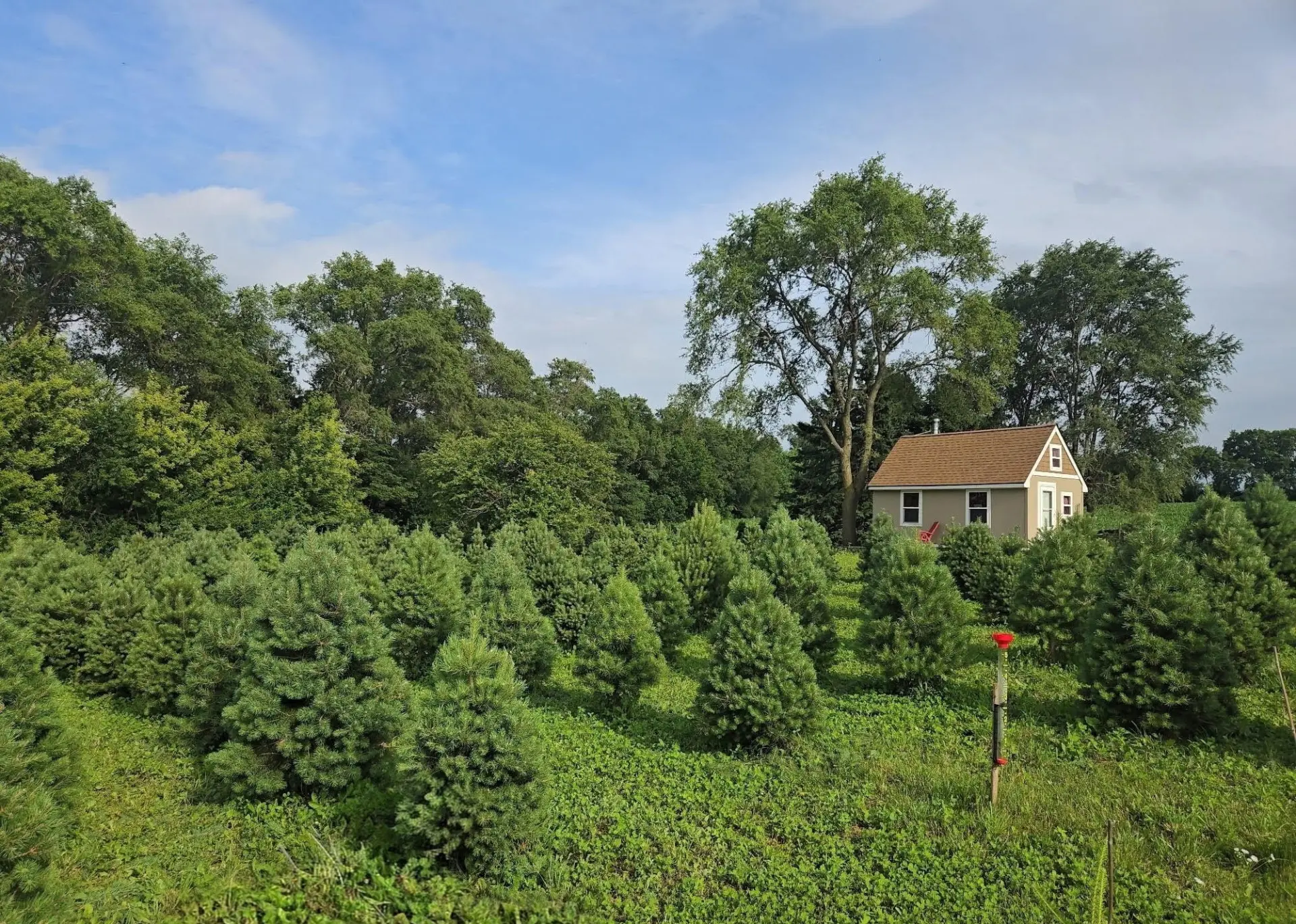 Rows of Illinois-grown Christmas trees of varying sizes on a member farm