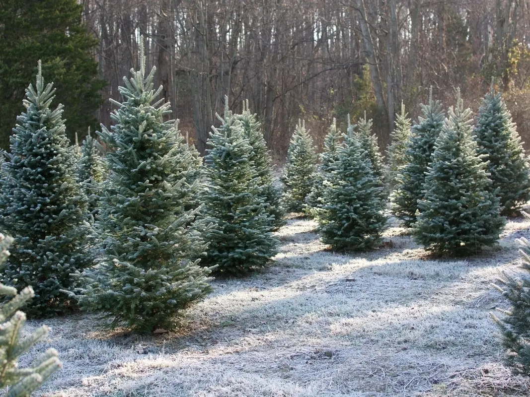 Rows of young evergreen trees at an Illinois Christmas tree farm