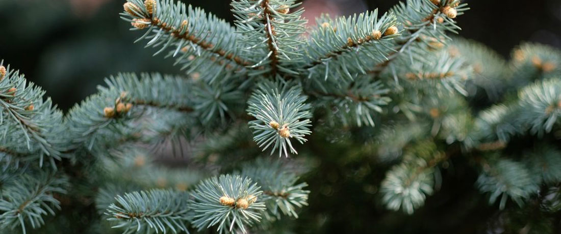 Close-up of blue-green evergreen needles with new buds