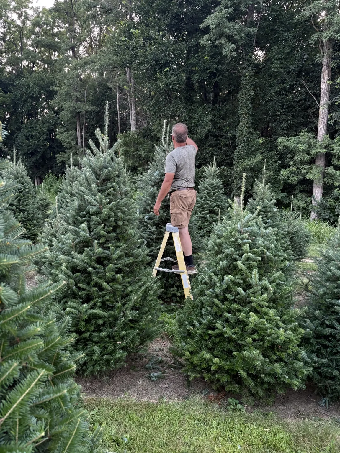 A grower tends to mature Christmas trees on an Illinois farm during the growing season