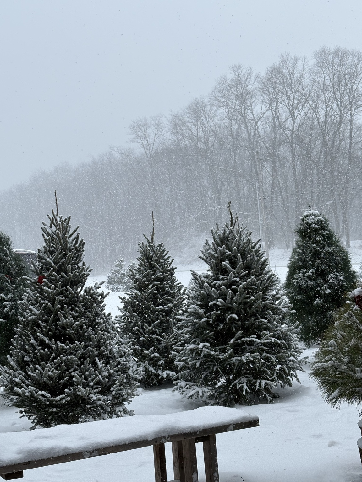 Snow-covered Christmas trees at an Illinois farm in winter